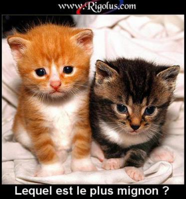 les chatons 